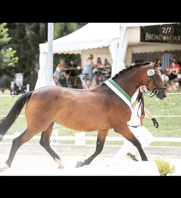 Tolle Oldenburger Stute, Anna Bischof, Horses For Sale, Sankt Peter am Kammersberg, Image 2