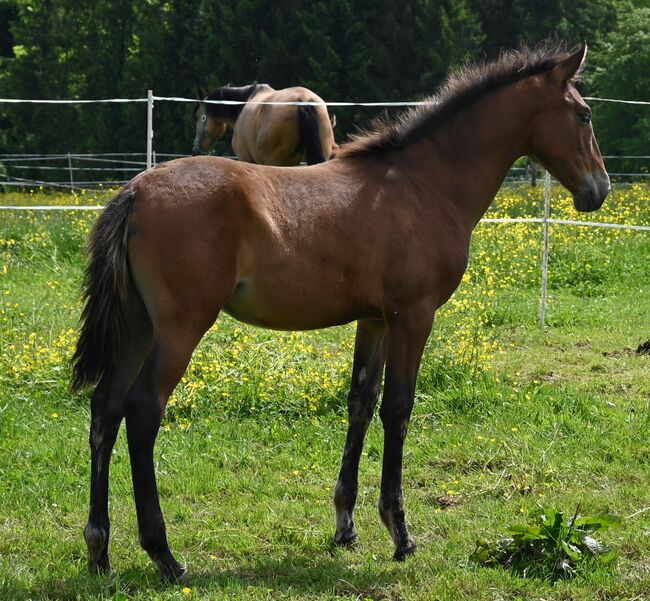 Grosse PRE Jährling Stute sehr gute GGA, Manuela KUBNY , Horses For Sale, Küßnach , Image 5