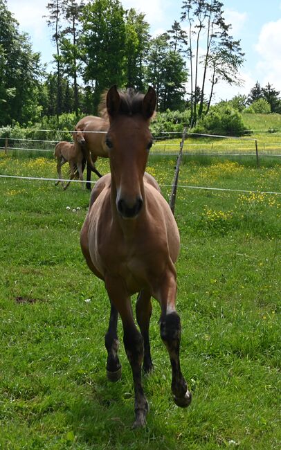 Grosse PRE Jährling Stute sehr gute GGA, Manuela KUBNY , Horses For Sale, Küßnach 