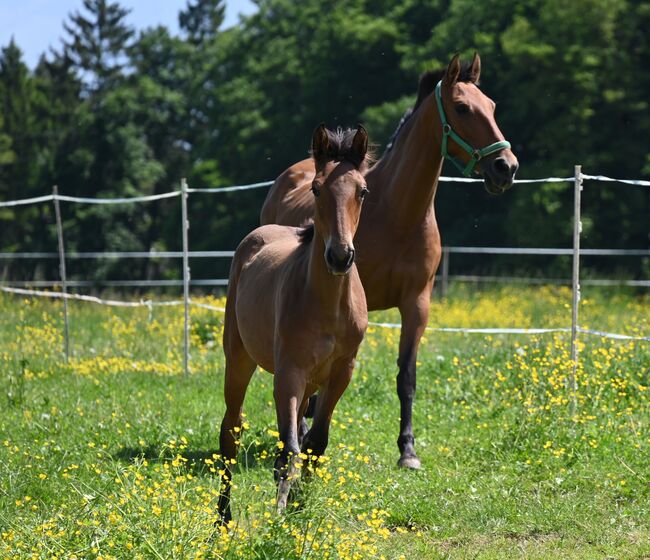 Grosse PRE Jährling Stute sehr gute GGA, Manuela KUBNY , Horses For Sale, Küßnach , Image 3