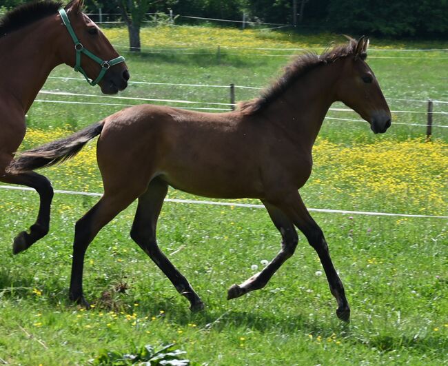 Grosse PRE Jährling Stute sehr gute GGA, Manuela KUBNY , Horses For Sale, Küßnach , Image 6