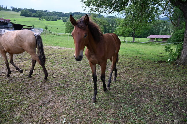 Grosse PRE Jährling Stute sehr gute GGA, Manuela KUBNY , Horses For Sale, Küßnach , Image 2