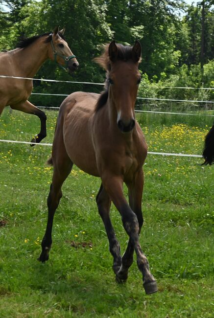 Grosse PRE Jährling Stute sehr gute GGA, Manuela KUBNY , Horses For Sale, Küßnach , Image 4