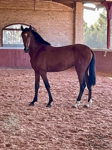 Tolle, bewegungsstarke PRE Stute, angeritten, Thomas Adams (Caballos PRE), Horses For Sale, Bell