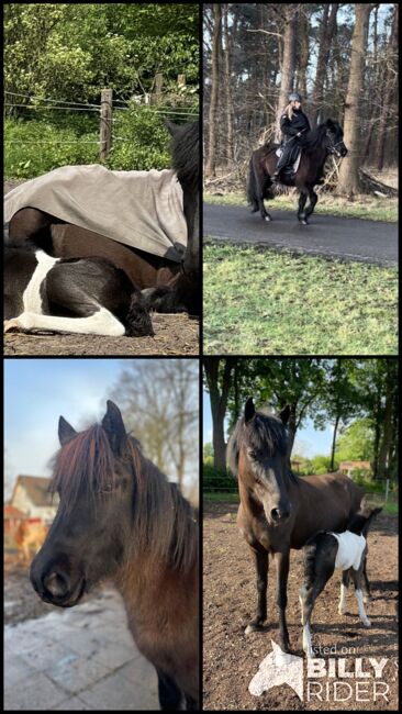 Große hübsche Islandstute Rappe Islandpferd, S., Horses For Sale, Neustadt am Rübenberge, Image 9