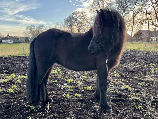 Große hübsche Islandstute Rappe Islandpferd, S., Horses For Sale, Neustadt am Rübenberge