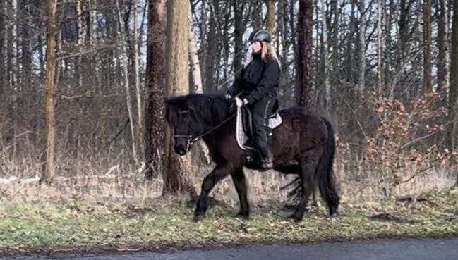 Große hübsche Islandstute Rappe Islandpferd, S., Horses For Sale, Neustadt am Rübenberge, Image 4