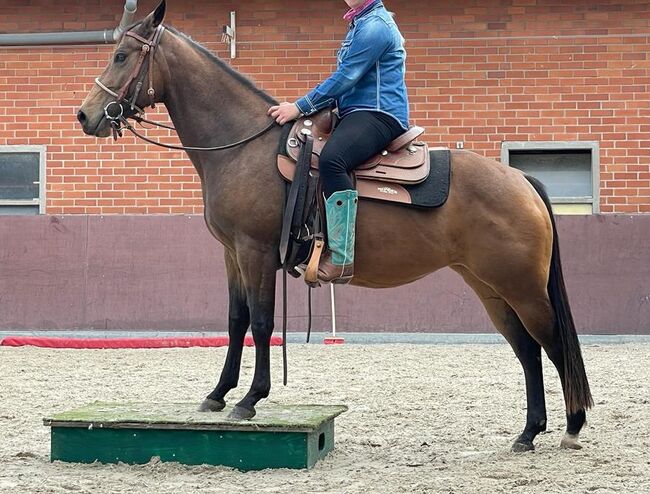 tolle, bildhübsche Quarter Horse Stute, Kerstin Rehbehn (Pferdemarketing Ost), Horses For Sale, Nienburg, Image 6