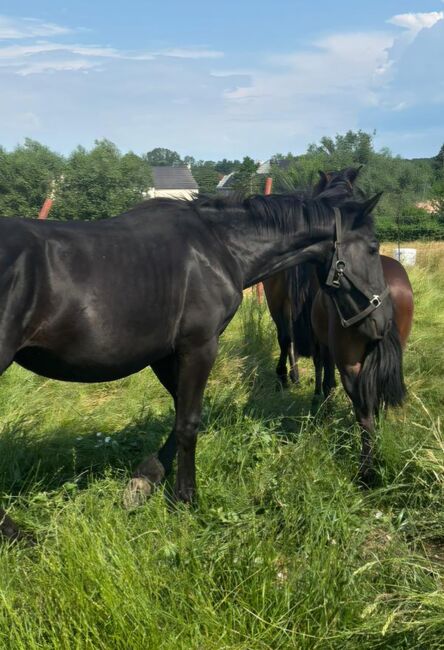 Grosstahmiger Rappe, Marita Sedlaczek, Horses For Sale, Colditz