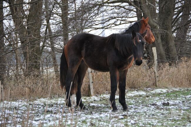 Großrahmiger, typvoller Allrounder, Kerstin Rehbehn (Pferdemarketing Ost), Horses For Sale, Nienburg, Image 7