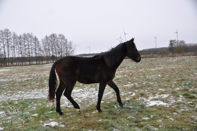 Großrahmiger, typvoller Allrounder, Kerstin Rehbehn (Pferdemarketing Ost), Horses For Sale, Nienburg, Image 13