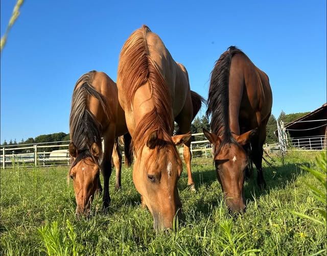 Großrahmige, ausdrucksstarke Quarter Horse Stute, Kerstin Rehbehn (Pferdemarketing Ost), Horses For Sale, Nienburg, Image 11