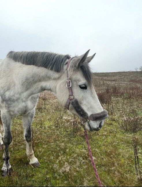 Großrahmige schöne Schimmelstute mit interessanter Abstammung, Lucy, Horses For Sale, Loddin