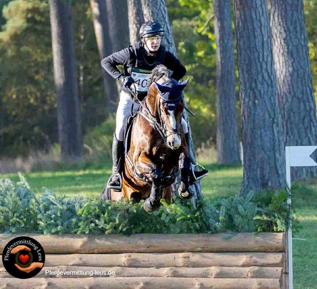 Auffälliger Wallach als Lehrmeister, Katharina Lehmann (Pferdevermittlung Leus), Horses For Sale, Suhlendorf