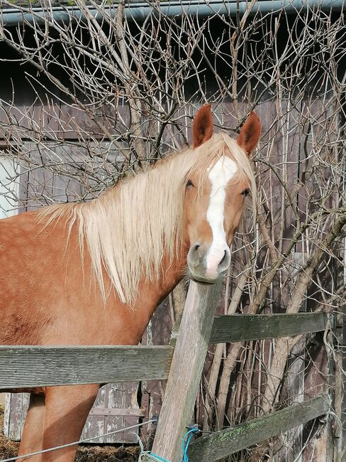 Auffälliger Youngster mit Potential, Andrea Iselt , Horses For Sale, Radevormwald, Image 6