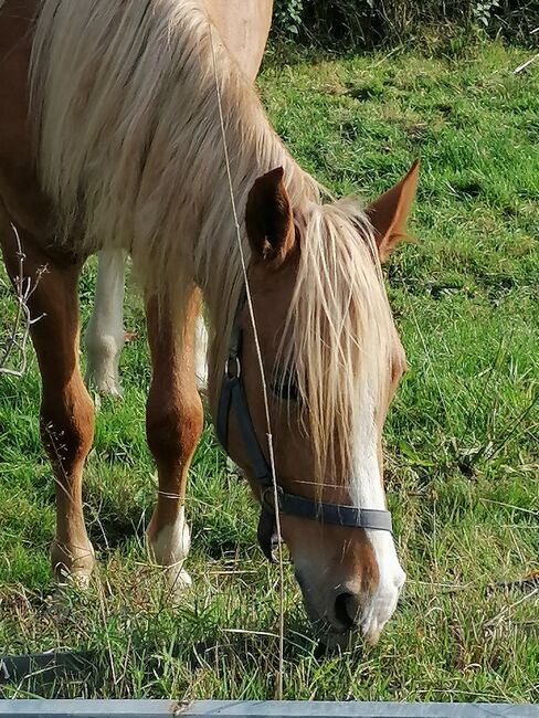 Auffälliger Youngster mit Potential, Andrea Iselt , Horses For Sale, Radevormwald, Image 7