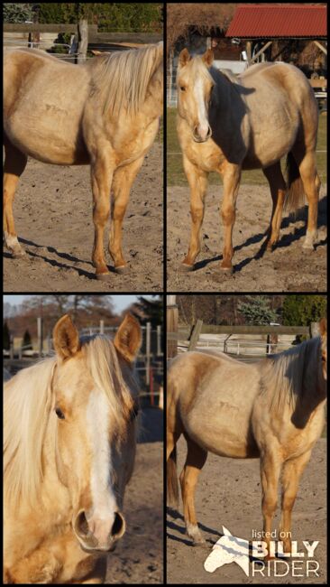 Kräftiger, bildhübscher Wimpys Little Step Enkel, Kerstin Rehbehn (Pferdemarketing Ost), Horses For Sale, Nienburg, Image 12