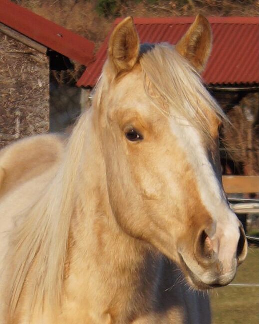 Kräftiger, bildhübscher Wimpys Little Step Enkel, Kerstin Rehbehn (Pferdemarketing Ost), Horses For Sale, Nienburg, Image 2