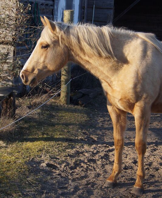 Kräftiger, bildhübscher Wimpys Little Step Enkel, Kerstin Rehbehn (Pferdemarketing Ost), Horses For Sale, Nienburg, Image 6