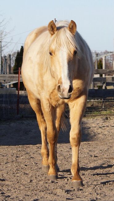 Kräftiger, bildhübscher Wimpys Little Step Enkel, Kerstin Rehbehn (Pferdemarketing Ost), Horses For Sale, Nienburg, Image 4