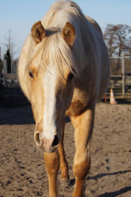 Kräftiger, bildhübscher Wimpys Little Step Enkel, Kerstin Rehbehn (Pferdemarketing Ost), Horses For Sale, Nienburg, Image 8