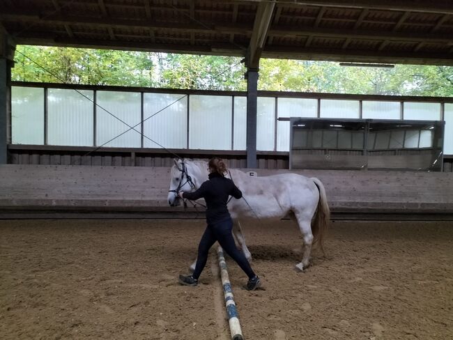 Kräftige Camarguestute in gute Hände abzugeben, Kerstin Rehbehn (Pferdemarketing Ost), Horses For Sale, Nienburg, Image 9