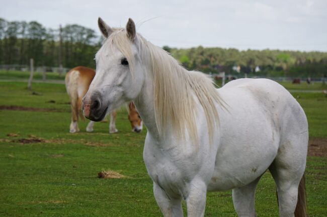 Kräftige Camarguestute in gute Hände abzugeben, Kerstin Rehbehn (Pferdemarketing Ost), Horses For Sale, Nienburg, Image 11