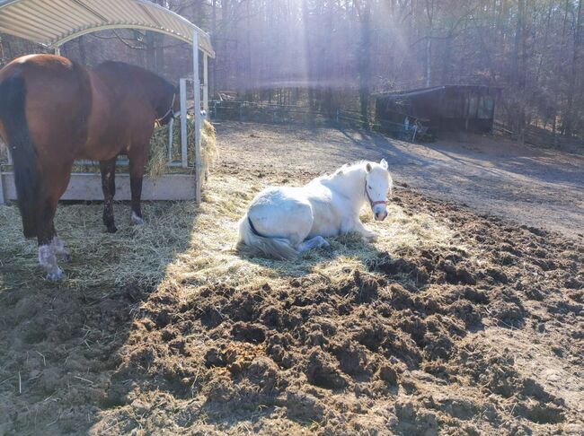 Kräftige Camarguestute in gute Hände abzugeben, Kerstin Rehbehn (Pferdemarketing Ost), Horses For Sale, Nienburg, Image 5