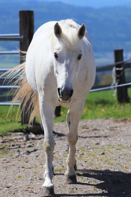 Charakterstarke Connemara-stute zu verkaufen / Vater: Leam FINNIGAN, Ingold, Horses For Sale, Widen, Image 9