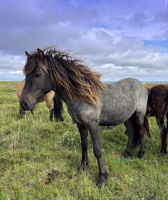 Charakterstark, viel Gang - Farbwechsler, Frieslandhof, Ursula Richard, Horses For Sale, Ihlienworth