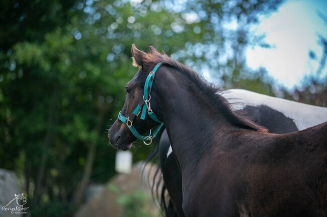 Charakterstarke Quarter Paint Horse Stute 05/2025 APHA black, Rainer, Horses For Sale, Wernigerode, Image 2