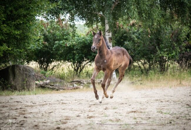 Charakterstarke Quarter Paint Horse Stute 05/2025 APHA black, Rainer, Horses For Sale, Wernigerode, Image 7