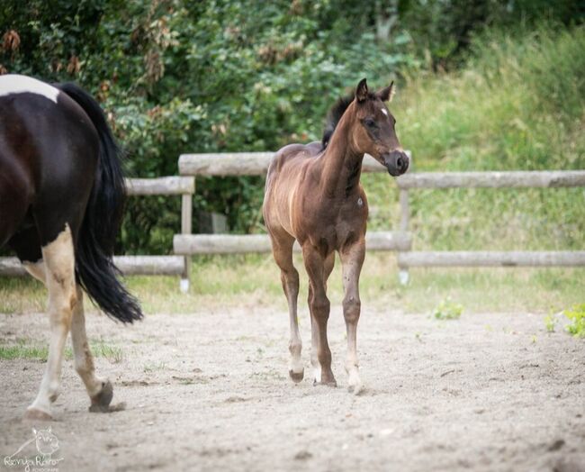 Charakterstarke Quarter Paint Horse Stute 05/2025 APHA black, Rainer, Horses For Sale, Wernigerode, Image 5