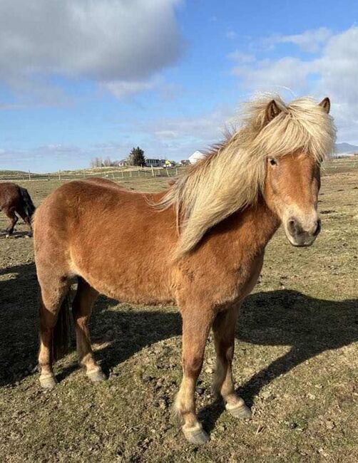 Charakterstarke Reit-/Zuchtstute in toller Windfarbe, Frieslandhof, Ursula Richard, Horses For Sale, Ihlienworth