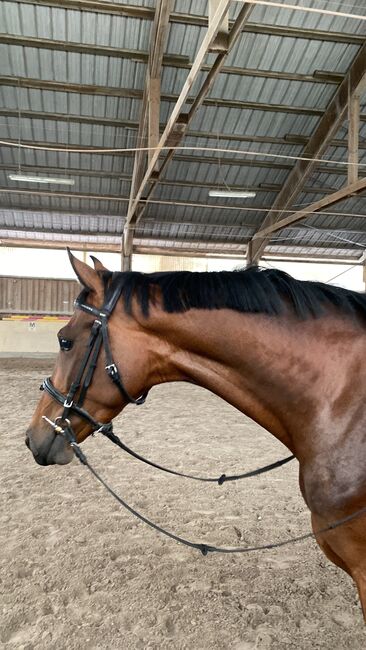 Gangstarkes, kopfklares Nachwuchspferd sucht neues Zuhause, F.L, Horses For Sale, Würzburg