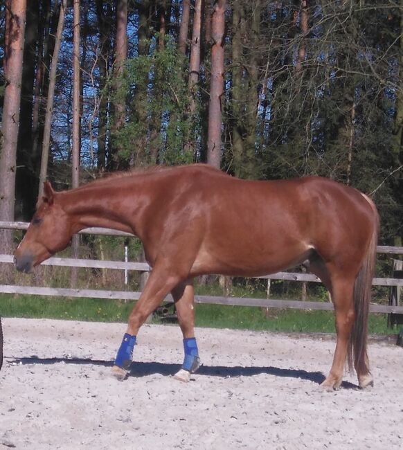 Kräftiger, großrahmiger Freizeitpartner, Kerstin Rehbehn (Pferdemarketing Ost), Horses For Sale, Nienburg, Image 9