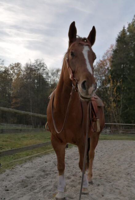 Kräftiger, großrahmiger Freizeitpartner, Kerstin Rehbehn (Pferdemarketing Ost), Horses For Sale, Nienburg, Image 3