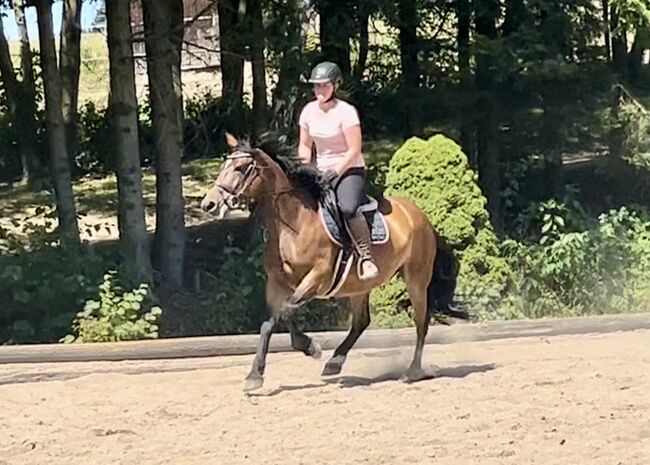 Kräftige Stute für die ganze Familie! 🥰🐴👍🥕☀️, Pferdeglück (Pferdeglück GmbH), Horses For Sale, Pelmberg, Image 4