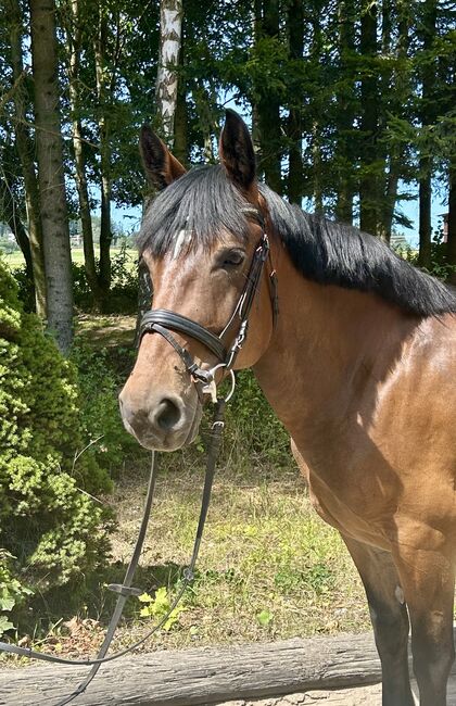 Kräftige Stute für die ganze Familie! 🥰🐴👍🥕☀️, Pferdeglück (Pferdeglück GmbH), Horses For Sale, Pelmberg, Image 2