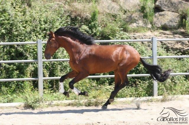 Bewegungsstarker 3 jähriger PRE Hengst - aktuell ca. 1.70 m, Thomas Adams (Caballos PRE), Horses For Sale, Bell, Image 3