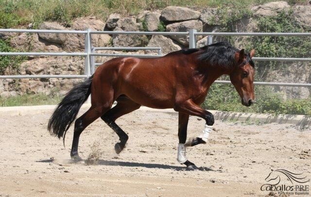 Bewegungsstarker 3 jähriger PRE Hengst - aktuell ca. 1.70 m, Thomas Adams (Caballos PRE), Horses For Sale, Bell, Image 7