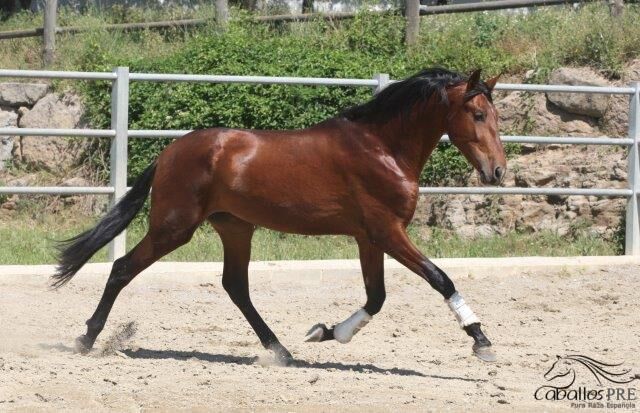 Bewegungsstarker 3 jähriger PRE Hengst - aktuell ca. 1.70 m, Thomas Adams (Caballos PRE), Horses For Sale, Bell