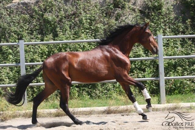 Bewegungsstarker 3 jähriger PRE Hengst - aktuell ca. 1.70 m, Thomas Adams (Caballos PRE), Horses For Sale, Bell, Image 10