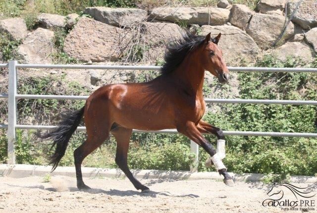 Bewegungsstarker 3 jähriger PRE Hengst - aktuell ca. 1.70 m, Thomas Adams (Caballos PRE), Horses For Sale, Bell, Image 9