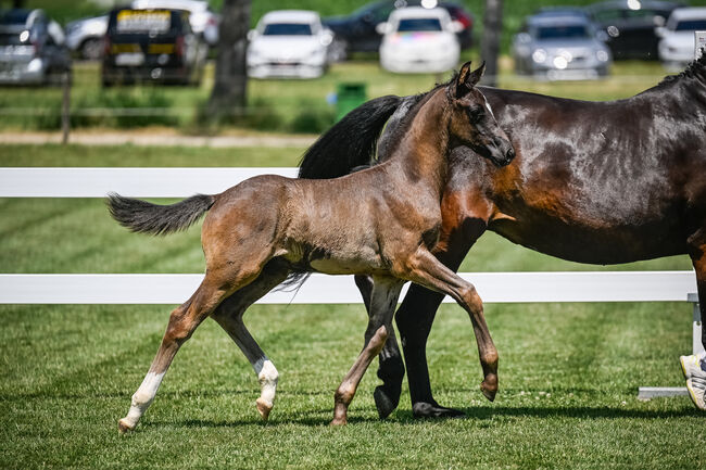 Bewegungsstarkes Hengstfohlen, Beatrice Matos, Horses For Sale, Illhart