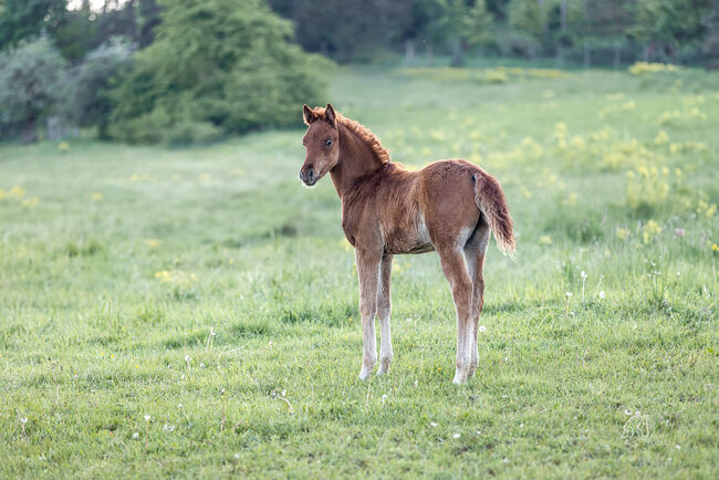 Bewegungsstarkes Fohlen sucht neuen Wirkungskreis, Sabine Klee, Horses For Sale, Exdorf , Image 2