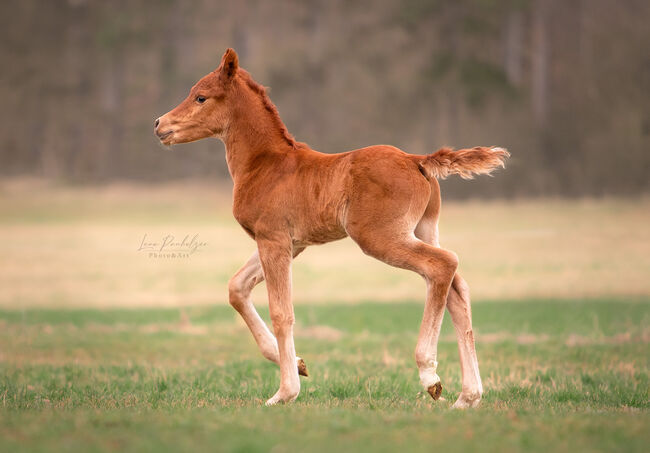 Bewegungsstarkes Fohlen sucht neuen Wirkungskreis, Sabine Klee, Horses For Sale, Exdorf , Image 4