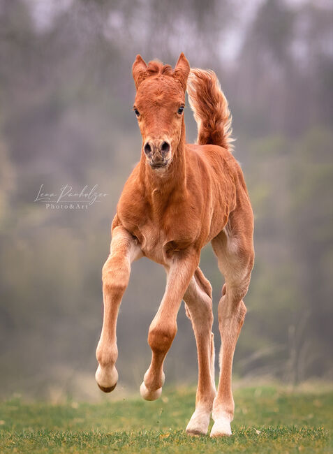 Bewegungsstarkes Fohlen sucht neuen Wirkungskreis, Sabine Klee, Horses For Sale, Exdorf , Image 3