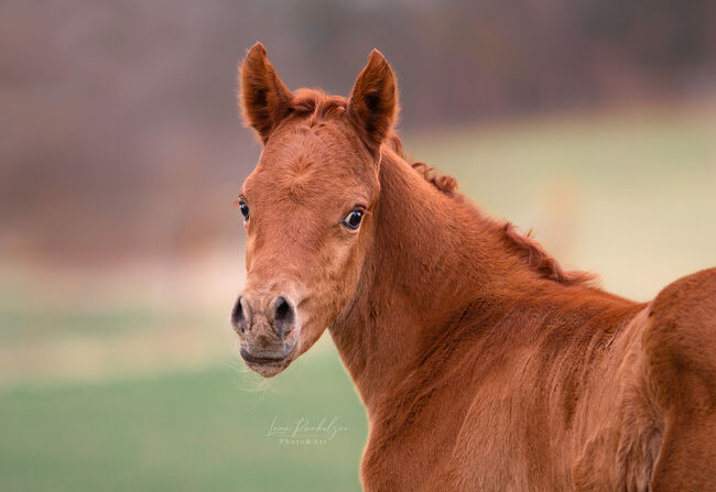 Bewegungsstarkes Fohlen sucht neuen Wirkungskreis, Sabine Klee, Horses For Sale, Exdorf , Image 7