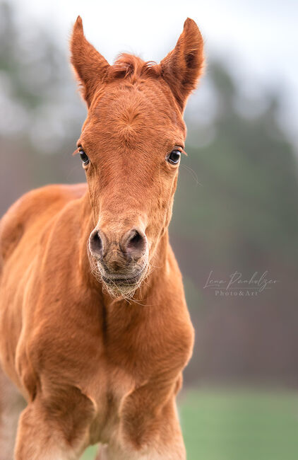 Bewegungsstarkes Fohlen sucht neuen Wirkungskreis, Sabine Klee, Horses For Sale, Exdorf , Image 5